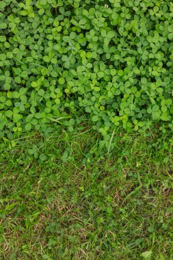 Top view of partially mown clover lawn in garden on sunny day. Vertical photo. Concept of eco-friendly landscape design, natural vegetation and lawn care outdoors clipart