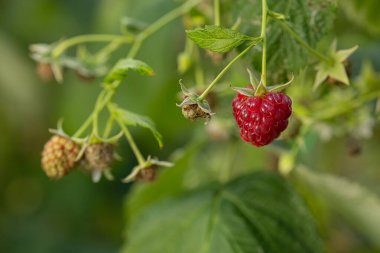 Close-up of a ripe red raspberry hanging on a branch with green leaves in a garden on a sunny day. Concept of organic fruit farming, healthy eating, and natural seasonal harvest clipart