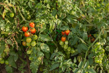 Olgun kırmızı ve yeşil domatesler güneşli bir günde bahçedeki bir sarmaşıkta yetişiyor. Doğal ortamda organik tarım, ev bahçe işleri ve taze sebze hasadı kavramı
