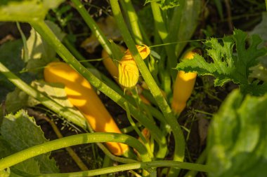 Güneşli bir günde bahçede yetişen sarı kabak bitkisi, çiçek ve olgun sebzeler. Organik tarım, bahçe işleri ve taze sebzeler hasat için hazır.