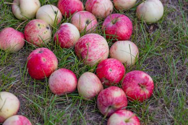 Yaz günü bir meyve bahçesinde çimlere serpilmiş taze toplanmış kırmızı elmalar. Organik meyve hasadı, tarım ve mevsimsel tarım kavramı