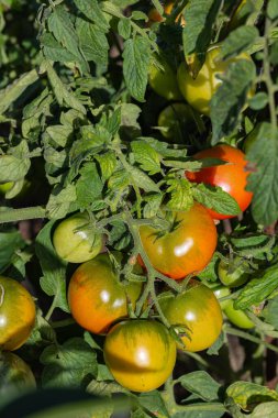 Ripening tomatoes on a vine in a sunny garden with lush green leaves. Concept of organic farming, home gardening, and fresh produce cultivation clipart