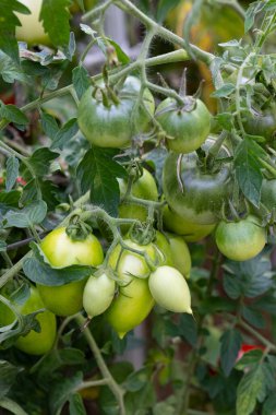 Güneşli bir günde bahçedeki bir sarmaşıkta yetişen yeşil domatesler. Organik tarım, ev bahçe işleri ve taze ürün kavramı.