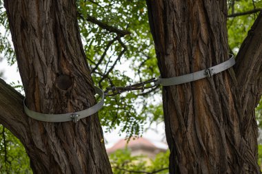 Yeşil yapraklı bir parkta iki ağacı birbirine bağlayan metal destekler. Çevre koruma, ağaç koruma ve kentsel peyzaj kavramı