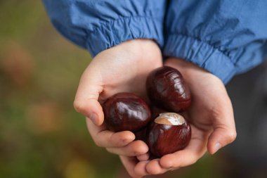 Çocuğun elleri, sonbahar aylarında açık havada taze kestane tutuyor. Mevsimsel doğa kavramı, çocukluk anıları ve çevre ile bağlantı