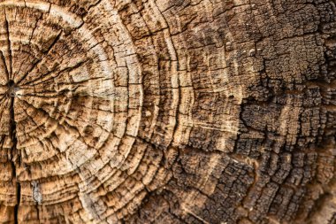 Ağaç gövdesinin enine kesitinin yakın çekimleri yıllık halkaları ve doğal ahşap dokusunu gösteriyor. Doğa, ormancılık, çevre çalışmaları ve organik madde büyüme kalıpları kavramı