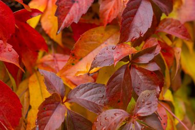 Colorful autumn leaves with raindrops on virginia creeper plant on a rainy day. Concept of seasonal change, vibrant fall foliage, and nature's beauty clipart