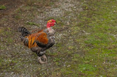 Parlak güneş ışığı altında kırsalda çimenli bir yolda yürüyen renkli horoz. Kırsal yaşam kavramı, çiftlik hayvanları ve doğadaki serbest kümes hayvanları.