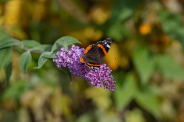 Kızıl Amiralin kelebeği, güneşli bir sonbahar gününde canlı bir bahçede, bir buddleia çiçeğiyle besleniyor. Tozlaşma, vahşi yaşam ve doğal güzellik kavramı