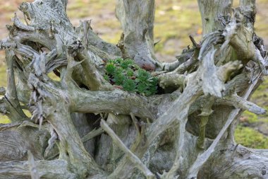 Doğada yıpranmış bir ağacın oyuğunda büyüyen küçük sulu bitkiler. Dayanıklılık, doğal büyüme ve organik güzellik kavramı