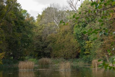 Sakin göl, yoğun orman ve bulutlu sonbahar gününde uzun otlarla çevrili. Doğal güzellik kavramı, sükunet ve doğadaki yansıma.
