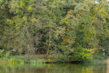 Sakin nehir kıyısındaki yemyeşil orman huzurlu bir sonbahar gününde sudaki yansımalarla. Huzurlu doğa kavramı, huzurlu manzaralar ve sakin açık hava manzaraları.
