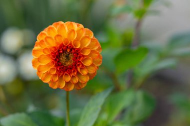 Parlak turuncu yıldız çiçeği. Güneşli bir bahçede, bulanık doğal bir arka planda canlı yapraklar. Botanik güzellik kavramı, çiçek ayrıntıları ve bahçe fotoğrafçılığı.