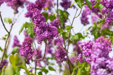 Parlak bir bahar gününde, yeşil yaprakları ve dalları yumuşak bir arka planda olan güzel leylak çiçekleri. Mevsimlik güzellik, çiçek kokusu, doğanın uyanışı ve bahçe estetiği.