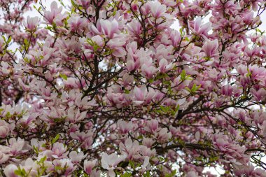 Manolya çiçeklerinin yakın plan görüntüsü. Taze yeşil yapraklarla bir bahar günü çiçek açar. Doğa, ilham, bahar yenilenmesi ve botanik fotoğrafçılık estetiği