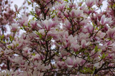 Narin pembe ve beyaz çiçekler ve ince dallarda taze yeşil yapraklarla, yumuşak, parlak bir gökyüzüne doğru çiçek açan manolya ağacı. Doğanın güzelliği, yenilenme, sükunet ve mevsimsel uyanış