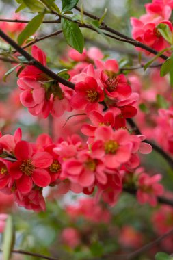 Chaenomeles 'in canlı pembe ve kırmızı çiçekleri taze yeşil yapraklarla sarmalanmış dallarla tam çiçeklenir. Yumuşak odaklı çiçekli arka plan rüya gibi bir ilkbahar estetiği yaratıyor.