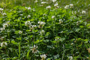 Yeşil bir çayıra yakın çekim çiçek açan beyaz yonca çiçekleriyle kaplı taze yapraklar ve parlak güneş ışığında uzun otlar. Ekoloji, organikler, kırsal yaşam, çevreyle uyum