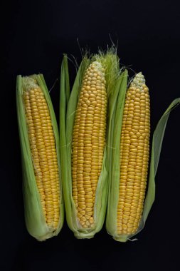 Parlak altın çekirdekli üç taze mısır kabuğu kısmen yeşil kabuklara sarılmış, siyah arka planda sıralanmış. Organik gıda, sağlıklı beslenme, tarım ve doğal tarım ürünleri