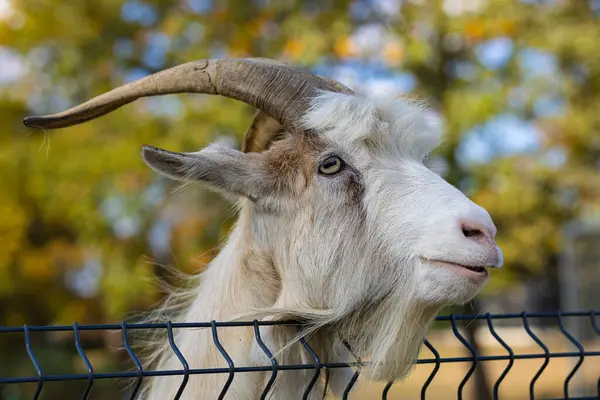 Uzun kıvrımlı boynuzları ve kalın sakallı meraklı evcil keçi güneşli bir sonbahar gününde kırsal kesimdeki metal çitlerin üzerinden bakıyor. Çiftlik hayvanları, kırsal yaşam tarzı, çiftlik hayvanları ve tarım