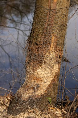Korumalı tel örgülü ağaç gövdesi. Nehir kenarında kunduzlar tarafından çiğnenmiş. Vahşi yaşam etkileşimi, ekolojik etki ve insanların ağaçları doğal ortamdaki hayvani zararlardan koruma çabaları