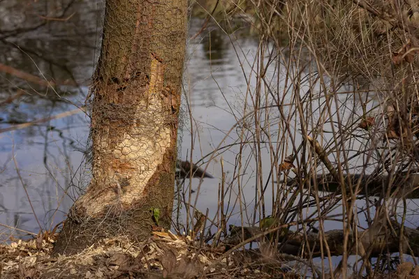 Ağaçların gövdesi kunduzlar tarafından kemirilmiş. Doğal bir çevrede, bir nehir kıyısında, koruyucu bir tel örgüyle. Doğa koruma, hayvan davranışları, çevre koruma ve yaşam alanı etkileşimi