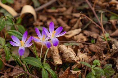 Kurumuş yapraklar ve ilkbaharın başlarında yeşil yapraklar arasında açan üç canlı mor crocus çiçeği. Mevsimsel değişim, yeni hayat, doğa uyanışı, kır çiçekleri ve doğal yenilenmenin güzelliği.