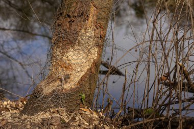 Ağaç gövdesi, nehir kıyısında metal ağlarla korunuyor. Kemirilmiş ağaç kabuğu ve dağınık ahşap parçalarıyla kunduz hasarı izleri var. Vahşi yaşamın etkisi, doğa koruma ve ekosistem dengesi