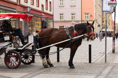 Wroclaw, Polonya-Marth 30, 2025: Bulutlu bir günde eski Avrupa şehir merkezinde kaldırım taşı caddesinde dinlenen faytoncuyla birlikte beyaz vinç çeken geleneksel kırmızı koşumlu kahverengi taslak at
