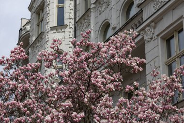 Zarif bir tarihi beyaz binanın önünde, bulutlu bir bahar gününde dekoratif dış görünüş detaylarıyla çiçek açan pembe manolya ağacı. İlkbahar, kentsel doğa ve mimari uyum