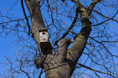 Çocuklar için çevre eğitimi projesinin bir parçası olarak ilkbaharın başlarında ağaçlara tahta kuş evi monte edildi. Eko-farkındalık, kuş koruma ve doğa faaliyetleri yoluyla öğrenme