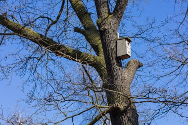 Bir kuş evi, parlak mavi gökyüzüne karşı çıplak dallarla çevrili kalın bir ağaç dalına güvenle bağlanır ve doğanın ve vahşi yaşamın güzelliğini vurgulayan huzurlu bir manzara yaratır.