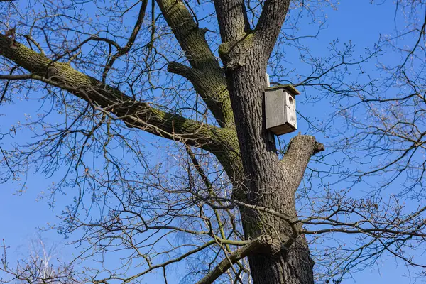 Bir kuş evi, parlak mavi gökyüzüne karşı çıplak dallarla çevrili kalın bir ağaç dalına güvenle bağlanır ve doğanın ve vahşi yaşamın güzelliğini vurgulayan huzurlu bir manzara yaratır.