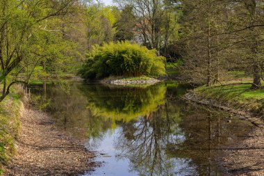 Bereketli bambu adası ile sakin bahar manzarası Wroclaw parkındaki bir orman göletinin sakin sularına yansıyor. Barışçıl doğa kavramı, görsel uyum, botanik güzellik ve mevsimsel dinginlik.