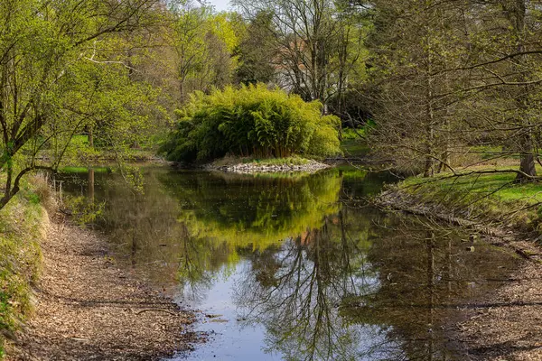 Bereketli bambu adası ile sakin bahar manzarası Wroclaw parkındaki bir orman göletinin sakin sularına yansıyor. Barışçıl doğa kavramı, görsel uyum, botanik güzellik ve mevsimsel dinginlik.