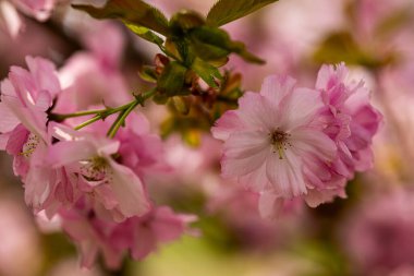 Parkta güneşli bir bahar gününde çiçek açan narin pembe kiraz çiçekleri. Mevsimlik güzellik, çiçek açan ağaçlar, Japon sakurası, barışçıl doğa ve botanik bahçesi atmosferi
