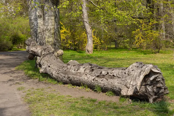Yıpranmış ağaç gövdesi bahar parkındaki çimenli orman yolunda, arka planda genç yapraklar ve çiçek açan sarı çalılarla yatıyordu. Doğal çürüme, orman habitatı ve mevsimlik bitki örtüsü.