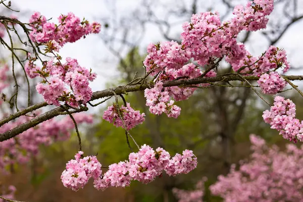 Prunus serrulata ağacının çiçek açan kiraz dalları bahar ormanı arka planında yumuşak pembe çiçek kümeleriyle birlikte. Botanik güzellik, mevsimlik doğa ve çiçek dinginliği.