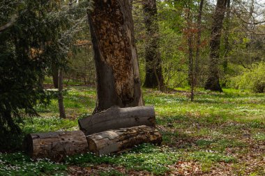 Çürüyen ağaç gövdesi, düşen odunlarla çevrili yaban şakayığı çiçekleri ve ilkbahar günışığında sık orman bitkileri. Doğal bozulma, orman biyolojik çeşitliliği ve orman ekosistemi.