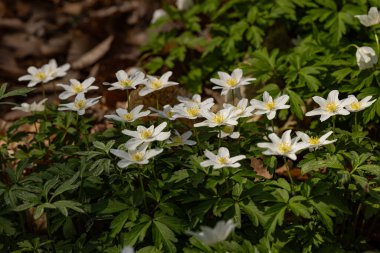 Bahar ormanlarında doğal ışık altında yetişen narin beyaz yapraklı (Anemone nemorosa) ağaç şakayıklarının (Anemone nemorosa) yakın çekim görüntüsü. Yabani çiçekler, botanik ve orman ekolojisi