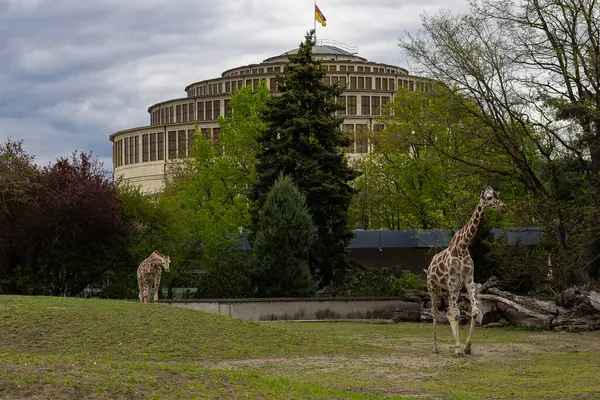 İki zürafa hayvanat bahçesinde sakince yeşil çimlerde yürüyor ve arka planda tarihi mimari yapılar var. Vahşi yaşamı koruma, doğanın ahengi ve kentsel çevre ve esaret altındaki egzotik hayvanlar.