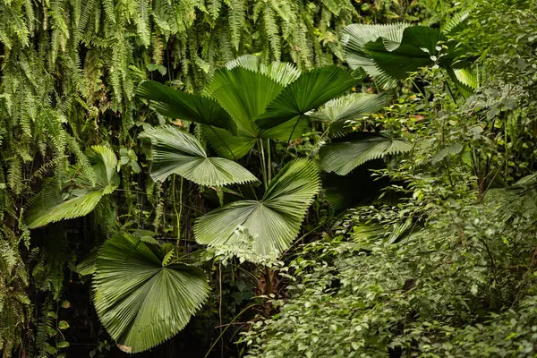 Büyük yelpaze şeklinde palmiye yaprakları ve eğreltiotu sallanan verimli tropikal bitkiler, yoğun bir şekilde kapalı bir kış bahçesinde yetişiyor. Egzotik bitki örtüsü, kontrollü iklim ve botanik biyolojik çeşitlilik