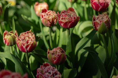 Bahar botanik bahçesinde güneş ışığı altında yeşil yapraklarda yetişen kırmızı ve beyaz yapraklı, çiçek açan lalelerin yakın görüntüsü. Çiçek çeşitliliği, bahçıvanlık ve mevsimlik çiçek.