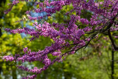 Doğu Redbud Cercis kanadensis 'in çiçek açan dalları bahar güneşinde canlı pembe çiçeklerle bulanık yeşil orman arka planına karşı. Mevsimlik botanik güzelliği ve yerel süs ağaçları