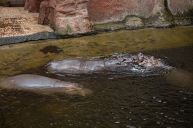 Hipopotamlar çocuklar için eğitim gününde hayvanat bahçesinde doğal yaşam alanı tasarımıyla yüzer ve etkileşir. Vahşi yaşamı koruma, zoolojik öğrenme ve hayvan koruma bilinci