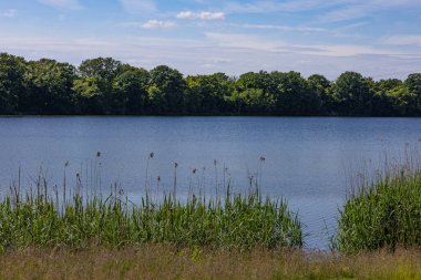 Önplanda uzun yeşil sazlıklar ve karşı kıyıda yoğun ormanlar bulunan mavi gökyüzünün altında huzurlu göl manzarası. Sakin doğa, sakin çevre ve tatlı su ekosistem güzelliği