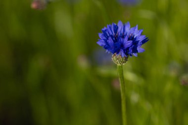 Yeşil bir çayırda açan parlak mavi çiçek Centaurea siyanus. Bulanık doğal arka planı olan tek bir kır çiçeğinin yakın çekimi