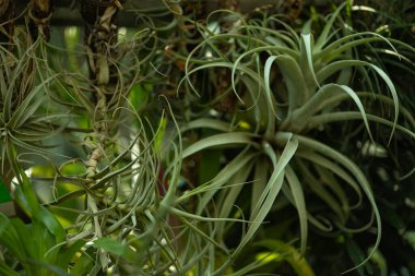 Tillandsia 'daki egzotik hava santrallerinin yakın çekimleri tropikal serada doğal ışıkla büyüyor. Epifizik bitkiler, botanik çeşitlilik ve kapalı alanda bahçe işleri.