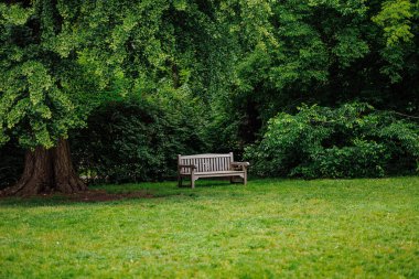 Sessiz yeşil parktaki büyük ağacın altında yapayalnız, boş bir ahşap bank yalnızlığı, depresyonu ve duygusal yansımayı simgeliyor. Ruh sağlığı, yalnızlık, iyileşme ve barışçıl yalnızlık.