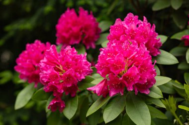Baharın sonlarında yemyeşil bahçede açan parlak pembe rhododendron çiçekleri. Çiçek güzelliği, botanik çeşitliliği, süsleme ve renkli doğa tasarımı.